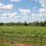 Quilici Vineyards Quilici Vineyards