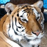Tiger Tiger