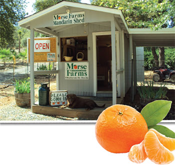 morse-farms-mandarin-shed