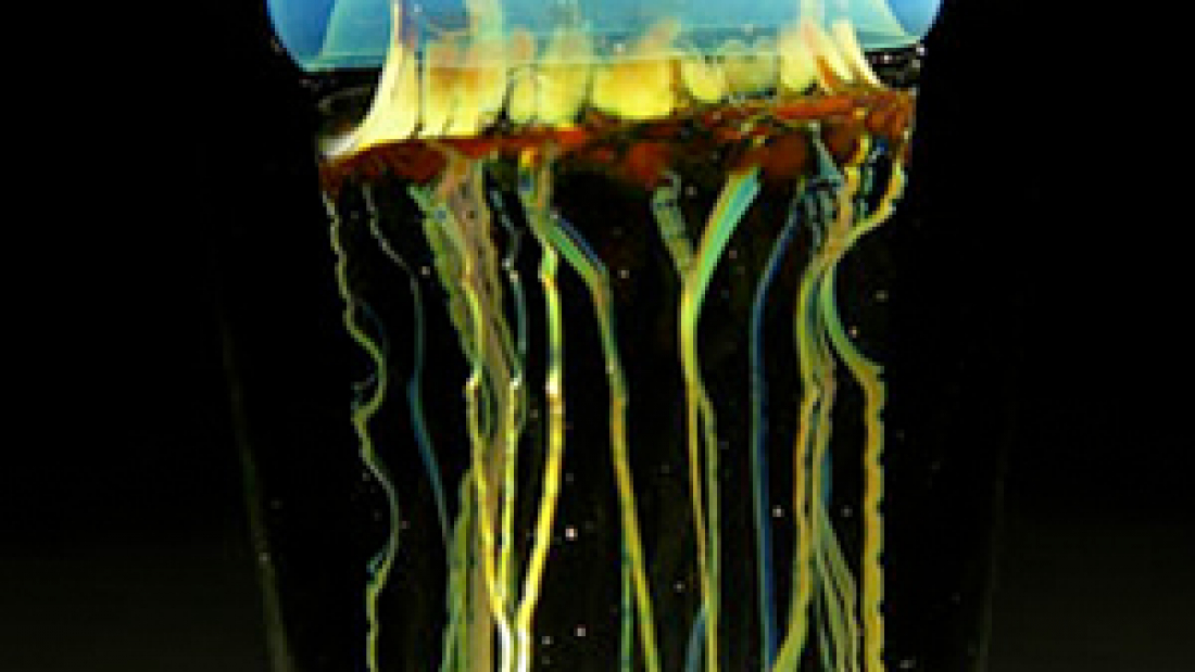 Jellyfish