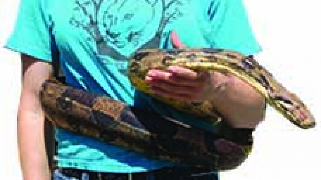 kirshner snake
