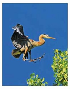 Blue-Heron-landing-in-nest