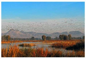 thousands-of-birds-in-wild-life-center