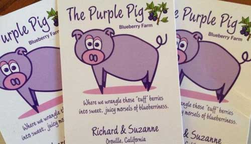 Purple Pig Blueberry Farm